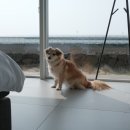 하도세미 이미지