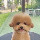 슈앤트리 이미지