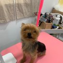 다소니펫살롱 이미지