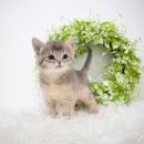 먼치킨 | 금호동고양이분양 먼치킨 후기 이건 사랑이다