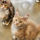 티피쿤(TIPPYCOON) 이미지