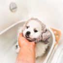 구르미살롱 이미지