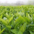 사람이 그리워서 홍 이미지