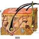 일러스라인 이미지