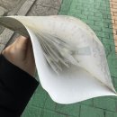 2025년 1월 독감 일상