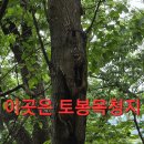 나눔약초 Daum카페
