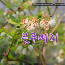 영농조합법인 팔조령 이미지