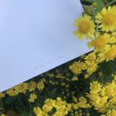 다즐링북스 이미지