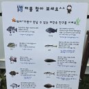 안녕김녕씨p | 제주 액티비티 아이랑 색다른 이색체험 김녕 가볼만한곳 언더워터플레이 바다씨워킹