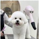 아지묭실 네이버블로그