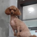 그루밍펫살롱 이미지