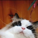 익산원펫 이미지