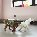 마이리틀메이트 이미지