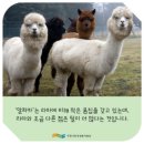 라마
