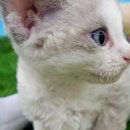 동양애견 강아지분양 고양이분양 이미지