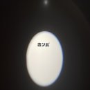 혼바