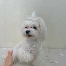 꽃다비펫 이미지