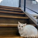 (주)펫푸드주오 이미지