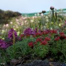 구름송이 이미지