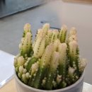 하이플랜츠