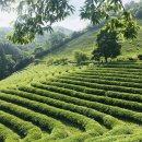 대한다원 이미지