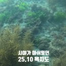 덕동민박 | 통영 욕지도 10월 가을 스노쿨링 스팟 프리다이빙 포인트 준비물 및 도동해변 유동해변 흰작살해변