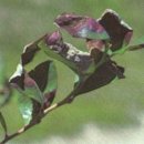 붉은 잎 질병 (곰팡이균에 의한 질병) 이미지