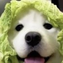 토론, 설득을 잘하기 위한 논리적으로 말하기 | 지지 않는 대화 - 다카하시 겐타로