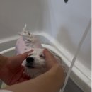 후니독 이미지