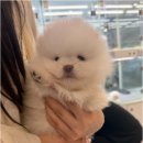 강아지분양 애견분양 퍼피플라워 하남점 | 하남강아지분양 강아지분양 애견분양 퍼피플라워 하남점 건강한 반려견 선택 기준과 초보 보호자를 위한...