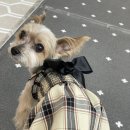 타임투반려동물 장례식장 | [공지] 함평 타임투 반려동물장례식장 후기 ㅣ 건조장 후회하는 이유 <광주분들 필독>