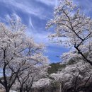 황금카써비스 | 제천 청풍호 벚꽃축제 갔다가 간 맛집 현지인도 줄 서는 청풍황금떡갈비 울금돌솥밥 후기