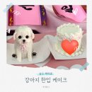 케이킁 | 인천 송도 강아지 케이크 | 케이킁 내돈내산 후기