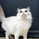 신비돌스 랙돌 캐터리 이미지