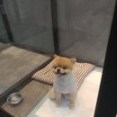 개똥이 애견샵 이미지