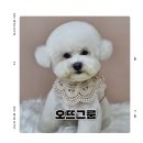 러브애견미용 | 옥수동애견미용 서울 비숑 미용 잘하는 애견미용실추천