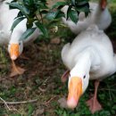 순한농장 이미지