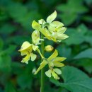 금새우난초(Calanthe sieboldii) 이미지