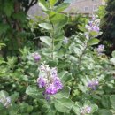 숨비기낭 이미지