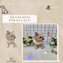 댕실 | 댕실 [청주 독대동 애견미용]