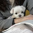 장유뽑기방 | 김해 애견동반카페 &lt;타로카페퍼퓸&gt; 방문후기