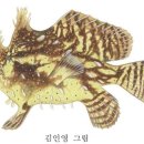 어류도감 - 아귀目 - 씬벵이科 - 노랑씬벵이 이미지