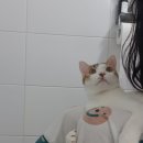 화이재 | 화이자백신 1차 접종 후기