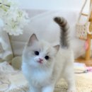 미오미오 고양이분양 이미지