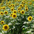 해바라기PC 이미지