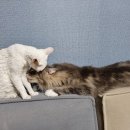 그루밍, 안나 이미지