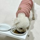 굿인소프트 | 강아지 소프트사료 본아페티 웰밸런스드 참치 화식 기호성 굿!