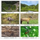 신안장 이미지