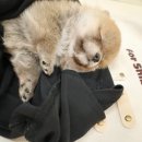 포시바(For Shiba) 이미지