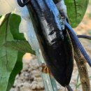 청룡텃밭 이미지